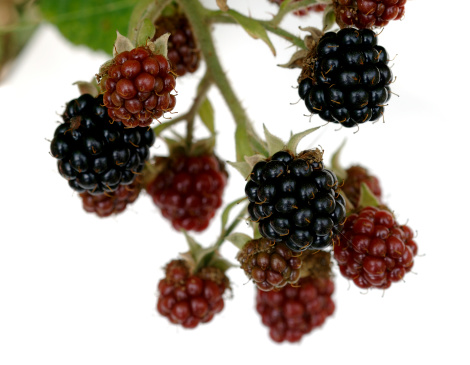 Blackberries and branch against a white background.