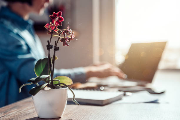 Small orchid at office desk
