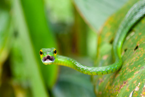 serpiente de vid verde, costa rica - wild vine fotografías e imágenes de stock