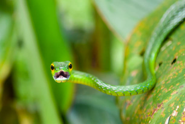 Green Vine Snake, Costa Rica Portrait of the arboreal Green Vine Snake (Oxybelis Fulgidus) with open mouth inside Tortuguero national park, Costa Rica, Central America. tortuguero national park photos stock pictures, royalty-free photos & images