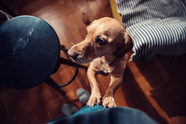 Dog standing on hind legs Small yellow dog standing on hind legs next to his owner personal perspective standing stock pictures, royalty-free photos & images