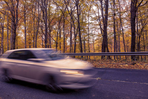 istock Driving through an idyllic deciduous forest at twilight in Hungary 1132308828