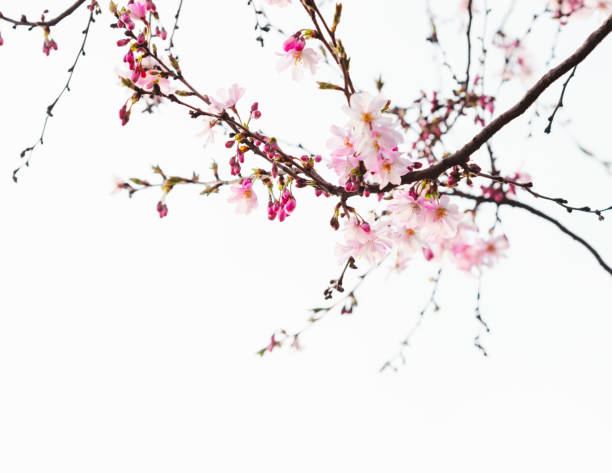 istock Branches with light pink flowers of Cherry blossoms (Sakura). Toned image. 1132308840