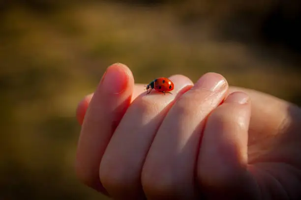 My son had a ladybug (ladybird) land on his hand on a walk at the weekend so I grabbed my camera.