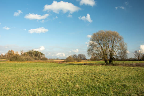 istock Large willow tree without leaves growing on a green meadow 1132309928