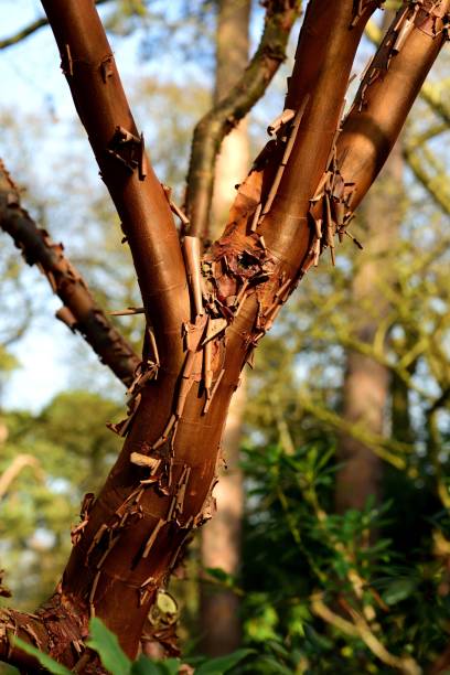 Paperbark Maple Trunk and branches of a Paperbark Maple. papery stock pictures, royalty-free photos & images