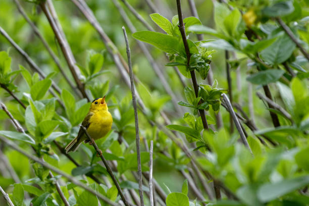 istock A Wilson's warbler sings in Ecola State Park, Oregon 1132310802