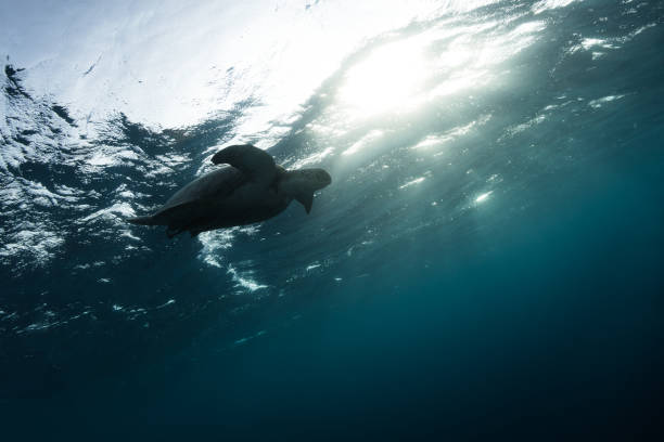istock Hawksbill turtle floating in dark blue clear water 1132310996