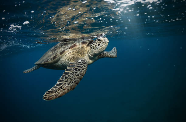 istock Hawksbill turtle floating in dark blue clear water 1132311102