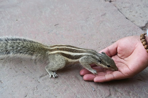 Photo showing an Indian palm squirrel or three-striped palm squirrel (Funambulus palmarum), pictured on it's hind legs being hand fed a biscuit crumb in the Agra Fort gardens, Uttar Pradesh, India.