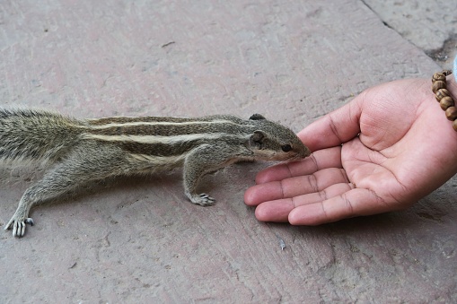 Photo showing an Indian palm squirrel or three-striped palm squirrel (Funambulus palmarum), pictured on it's hind legs being hand fed a biscuit crumb in the Agra Fort gardens, Uttar Pradesh, India.