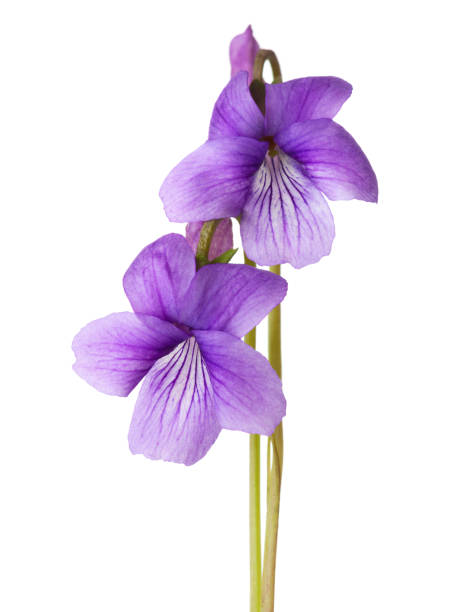 istock Two early spring flowers  ( Sweet Violet) isolated on white background. 1132311369
