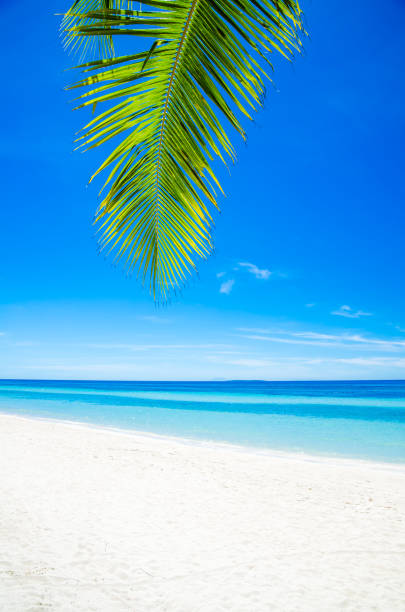 istock Palm trees and white tropical beach 1132311993