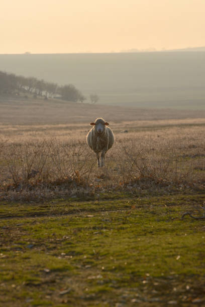 istock One sheep on field in the sunset 1132313007