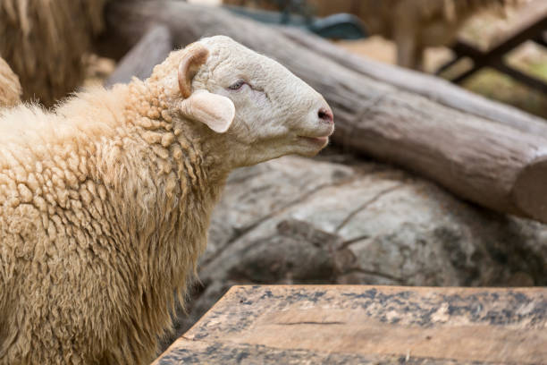 Sheep in zoo