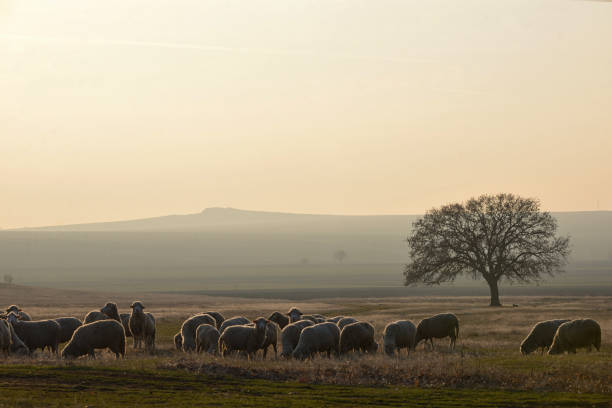 istock Sheeps near an oak tree in the sunset 1132313749