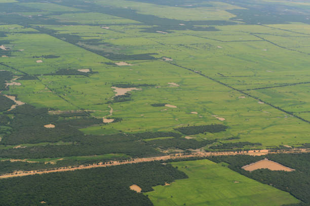 istock CAMBODIA SIEM REAP LANDSCAPE RICEFIELD 1132314212