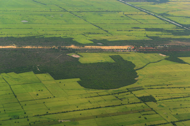 istock CAMBODIA SIEM REAP LANDSCAPE RICEFIELD 1132314225