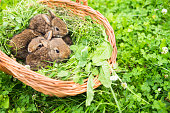 Young rabbits in a basket on a green grass