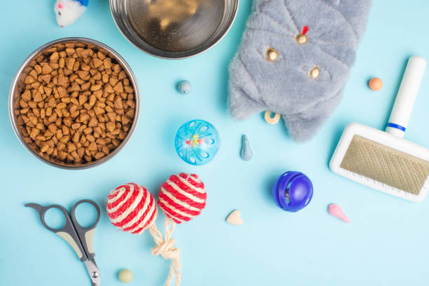 zoomarket und haustierladen. katzenzubehör auf blauem hintergrund. banner, flat lay - tierhandlung stock-fotos und bilder