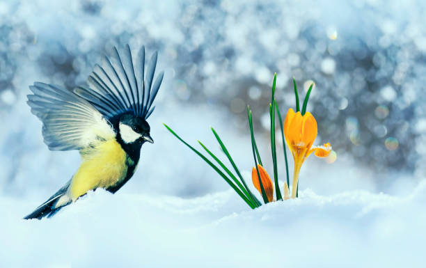 istock bird flew widely spread its wings for the first delicate yellow flowers crocuses make their way from under the white snow in a Sunny day in the garden 1132318159
