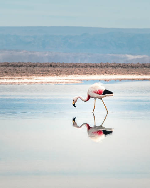 istock Flamingo reflection on Chaxa Salar, Atacama Desert - Chile 1132318173