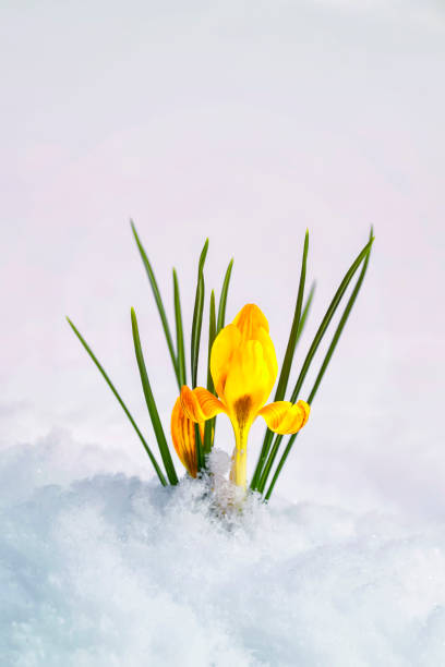 istock postcard with the first delicate yellow flowers crocuses making their way from under the white snow under the warm spring sun in the Park 1132318719