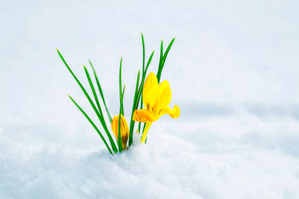 istock first tender yellow flowers crocuses make their way from under the white snow under the warm spring sun in the Park 1132318757