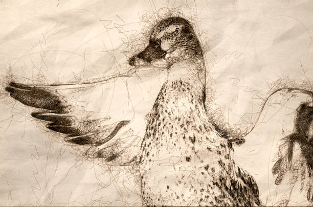 istock Sketch of a Mallard Duck Stretching Its Wings While Resting on the Water 1132319456