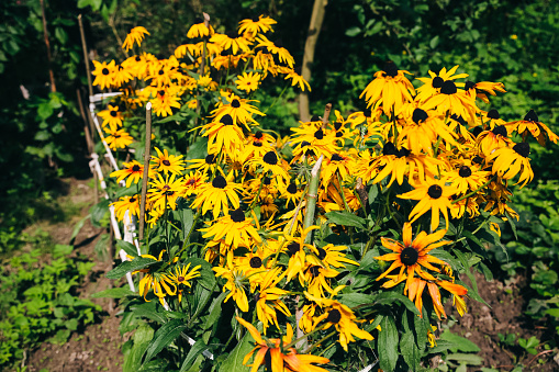 Yellow echinacea flowers plant growing in the green home garden. Summer nature photo. Herbal medications phytotherapy.