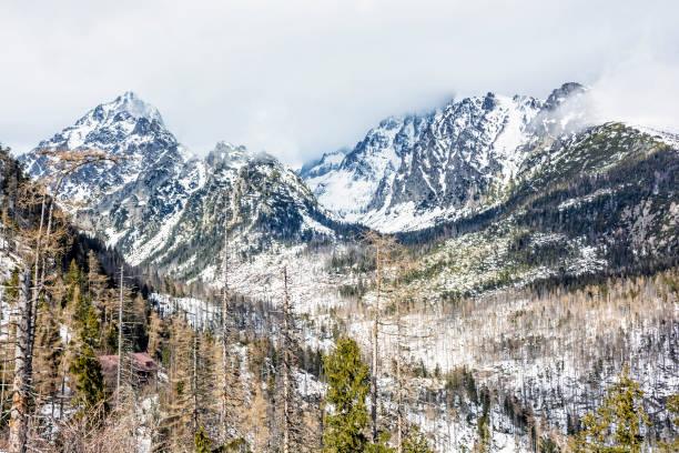 istock Forest after natural disaster and peaks in High Tatras 1132319770