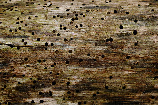 background, wood damaged by woodworm