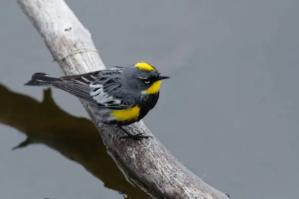 Photo of A yellow-rumped warbler at home in Rocky Mountain National Park, Colorado