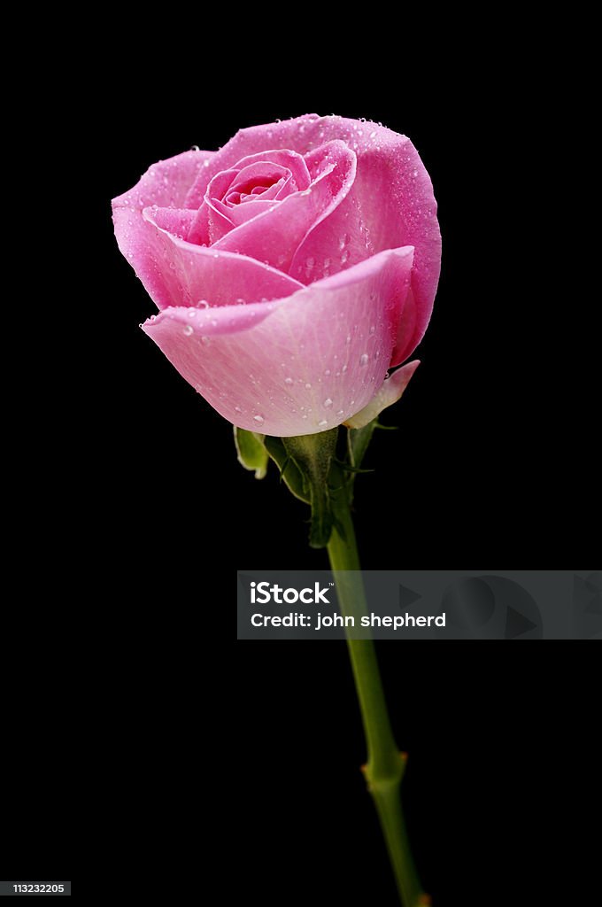 Uma única Rosa Rosa abrangidos por nebulização de água contra preto - Royalty-free Amor Foto de stock