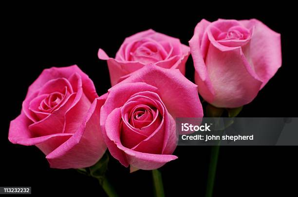 Vier Rosa Rosen Auf Schwarz Stockfoto und mehr Bilder von Rosa - Rosa, Rose, Schwarzer Hintergrund