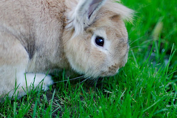 istock cute fluffy pet bunny rabbit eating grass 113232276