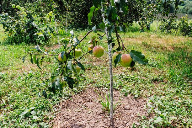 istock The apples ripen on the tree. 1132323088
