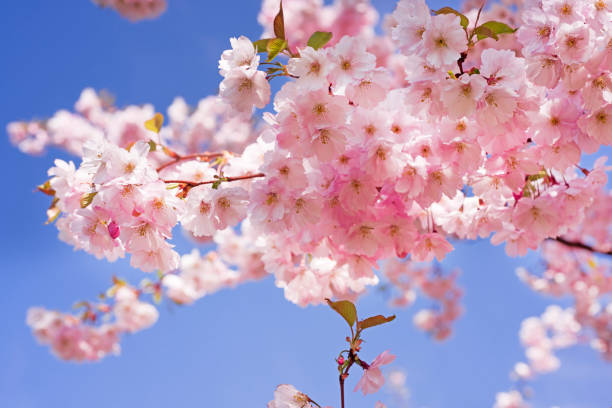 istock Pink blossom sakura flowers 1132323235