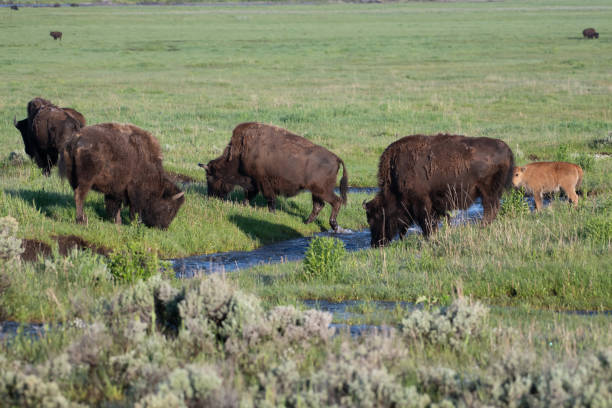 istock Bison with newborn calves crossing stream 1132323336