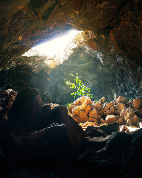 istock Plant hit by sunlight at Ana Te Pahu Cave - Easter Island, Chile 1132324046