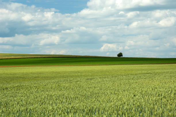 A single tree bends gently in the soft light of the evening, rooted in a sea of ripening wheat. The calm breeze dances through the field, whispering stories of stillness and time. A composition of balance, solitude, and nature’s quiet poetry.