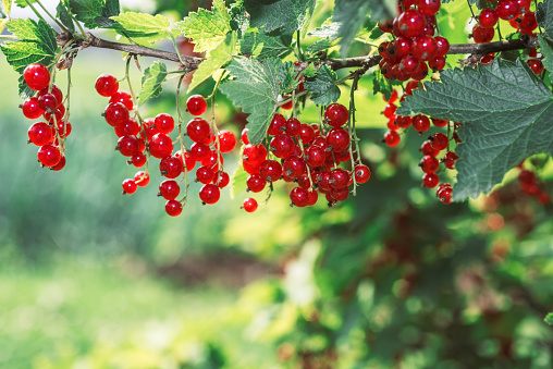 Redcurrant. Ripe and Fresh Organic Red Currant Berries Growing