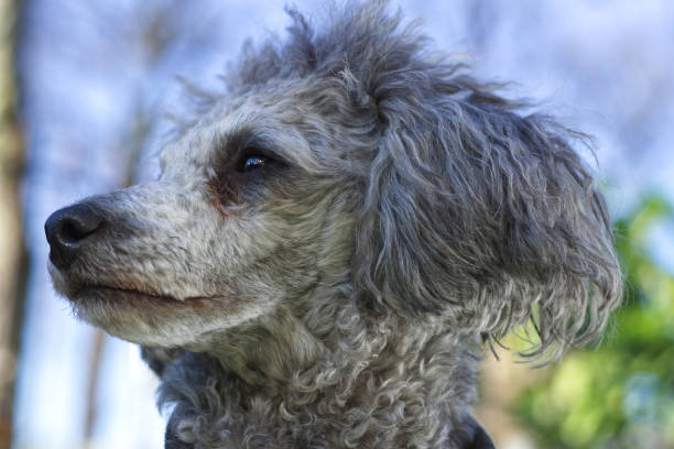 istock Dwarf poodle in front of blue sky 1132326254
