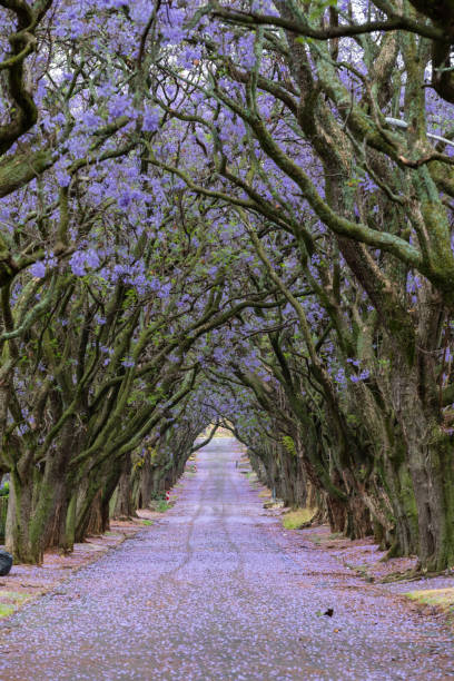 istock Jacaranda trees form canopy over the street 1132326759