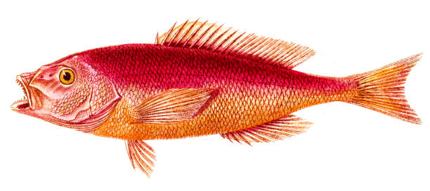 230+ Red Snapper Stock Illustrations, Royalty-Free Vector Graphics