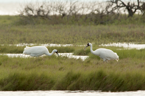 Hunting in the Gulf coast tidal flats, a pair of endangered whooping cranes eat blue crabs in the tall grass in San Antonio Bay in the Aransas National Wildlife Refuge, Texas.
