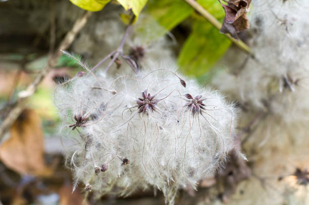 Plant, nature, fruit, seed, beauty