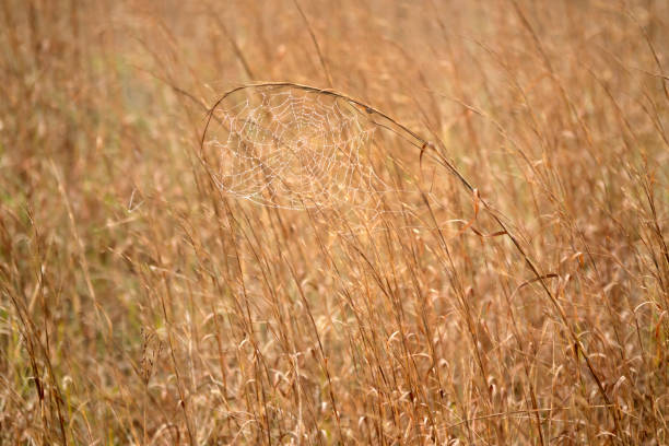 On a foggy morning on the Gulf coast of Texas, moisture beads up on a spider web strung on grass bent in the shape of a tennis racket on Padre Island National Seashore.