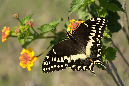 Feeding on nectar from colorful Texas lantana shrub flowers, a wild and large black palmedes swallowtail searches for food in the Aransas National Wildlife Refuge on the Gulf coast of Texas.