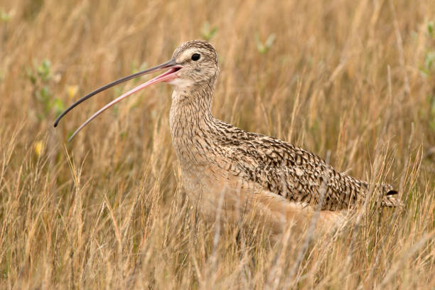 Wild long-billed curlew hunts Padre Island National Seashore Gulf coast Texas Probing the tall grass and marshy waters, a long-billed curlew feeds on Padre Island National Seashore on the Gulf coast of Texas. numenius americanus stock pictures, royalty-free photos & images